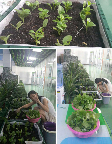 正能量節能科技的同事在公司快樂摘菜中